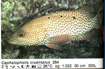 Cephalopholis cruentatus